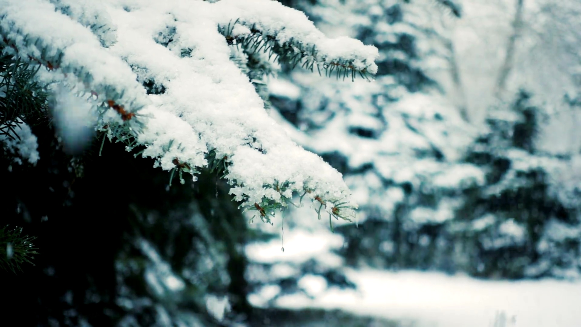 雪落在冷杉树枝上