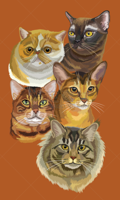 明信片,猫,两只动物,阿比西尼亚猫,白色,褐色背景,黑色,智慧,高雅,图像