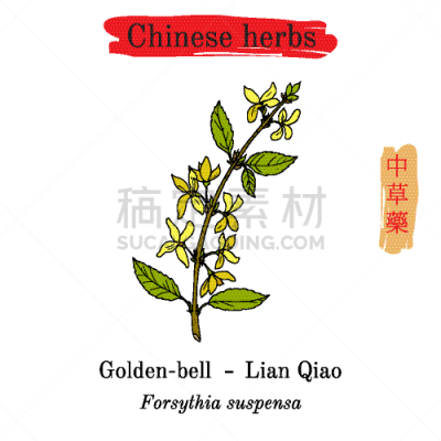 连翘属植物,草药,生物学,亚洲,有机食品,自然,健康保健,草本