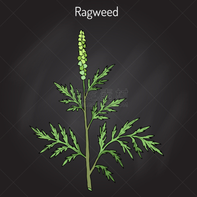 豚草属,鹭管鱼,苦草,过敏反应,图像,花粉,一年生植物,宽的,生病