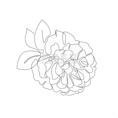 矢量,贺卡,海报,牡丹,高雅,绘画插图,仅一朵花,线条画,标签,植物学