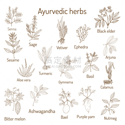 自然,草本,印度草医学,植物学,肉豆蔻,香根草,紫色,图像,芝麻,芦荟