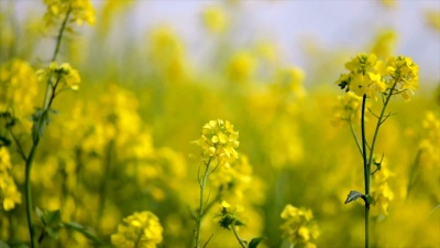 芥菜花。芥末a？神秘的幸福和健康之花。