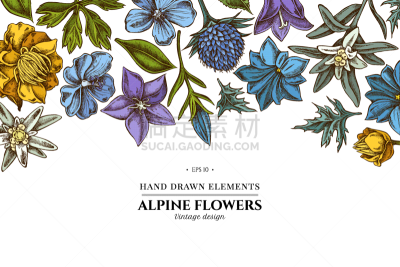 风铃草属,火绒草,花纹,传统,植物群,天竺葵,春天,复古,绘制,花