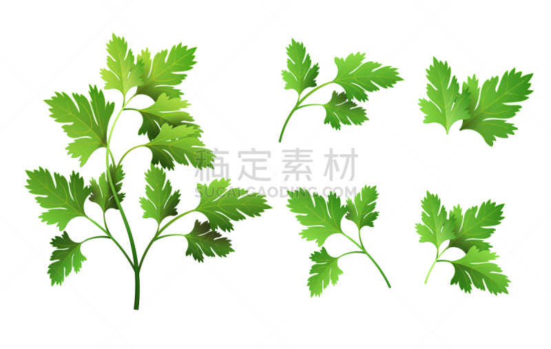 清新,绘画插图,白色,草本,欧芹,叶子,矢量,分离着色,市场营销