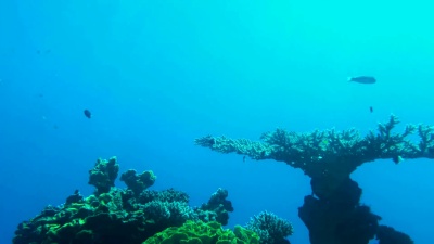 红海的水下世界