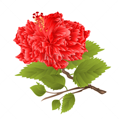 木槿属,矢量,绘画插图,动物手,植物茎,鸡尾酒,白色背景,粉色,水彩画,花