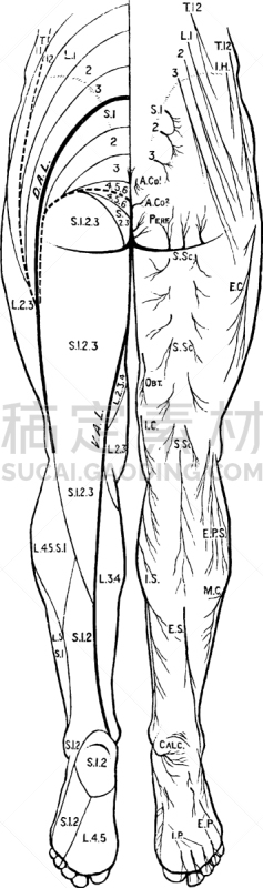 皮肤,神经系统,白色,矢量,图像,雕刻图像,黑色,复古