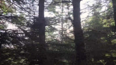 透过车窗看到森林和树木