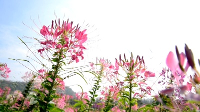 蜘蛛花很漂亮