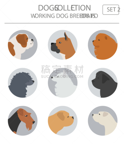 分离着色,狗,牧羊人,图像,矢量,英格兰,纽芬兰,纯种犬,松狮,收集