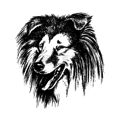 狗,柯利牧羊犬,动物手,可爱的,纯种犬,肖像,哺乳纲,复古,绘制,坐