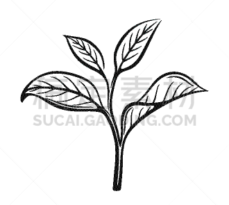 茶叶,绿色,黑色,热,清新,开端,植物学,图像,矢量,生长