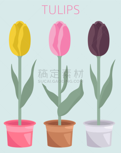多样,郁金香,园林,平坦的,图标集,分离着色,白色,信息图表,黄色,花