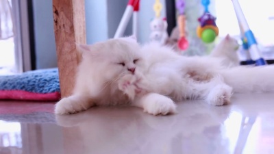 好奇的小猫