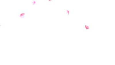 粉红玫瑰花瓣情人节快乐