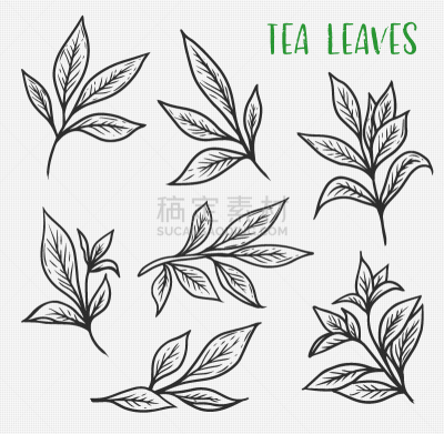 叶子,草图,绿色,红茶,秧苗,有机食品,斯里兰卡,自然,季节,草本