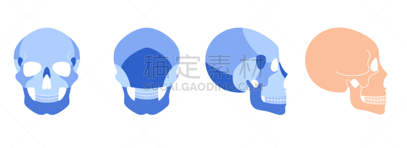 人头骨,侧面,怪异,背景分离,骷髅图,惊骇,简单,神经外科,头骨,图表