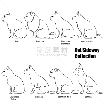 猫,侧面视角,可爱的,背景分离,多样,动物群,动物,苏格兰折耳猫,宠物商店,纯种猫