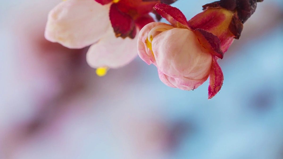 4k vertical timelapse of an Apricot Flower flower blossom bloom and grow on a blue background. Blooming flower of Prunus armeniaca. Vertical time lapse in 9:16 ratio mobile phone and social media ready. The origin of the apricot is disputed; it was known 