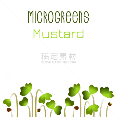 microgreens mustard seed packaging design