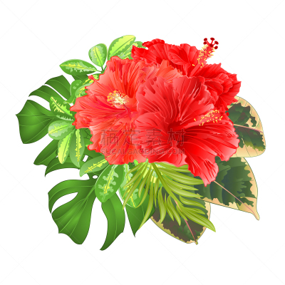 花束,喜林芋属,木槿属,无花果树,绘画插图,矢量,粉色,背景,自然,自然美