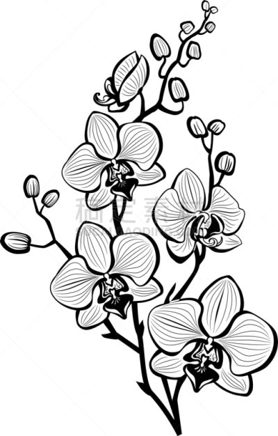 兰花,草图,夏天,轮廓,华丽的,自然,图像,矢量,花,生长