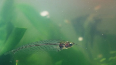 水生半透明