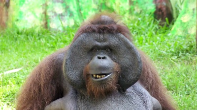 红毛猩猩还拼写了orang-utan、orangutang或orang-utang，归类于Pongo属