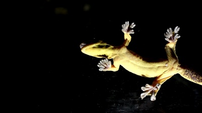 萝卜尾壁虎(Thecadactylus solimoensis)
