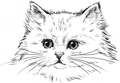 白色,小猫,可爱的,肖像,图像,腮须,猫,哺乳纲,猪嘴,小胡子