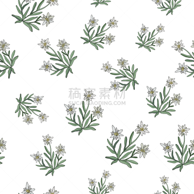 火绒草,四方连续纹样,传统,奥地利,植物群,植物,岩石,户外,草地,花
