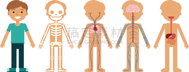 男孩,生理学,卡通,可爱的,健康保健,人,图像,自然美,设计
