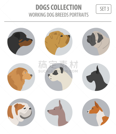 分离着色,狗,纯种犬,梗犬,纽芬兰,图像,沙皮狗,杜宾犬,牛头梗,收集