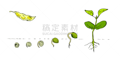 农作物,豆科植物,农业,背景分离,蛋白质,植物,自然,白色背景,图标集,乌克兰