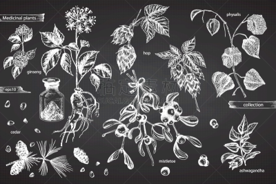 绘画插图,草药,黑板,人参,榭寄生,草图,草本,雪松,酸浆属,跳