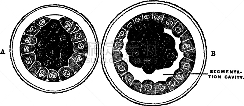 卵子,白色,矢量,图像,雕刻图像,黑色,复古