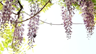 蜜蜂花风