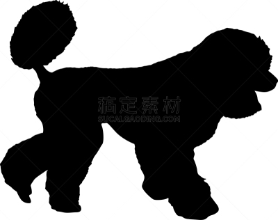 狗,贵宾犬,白色背景,纯种犬,雪,哺乳纲,动物,吠声,剪影,训练