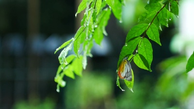 雨天风景，蝴蝶躲在树叶下