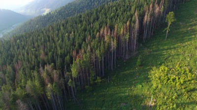 砍伐森林。空中无人驾驶飞机查看乌克兰被毁的森林。