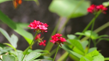 红花上的蝴蝶