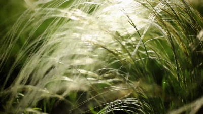 羽草背景