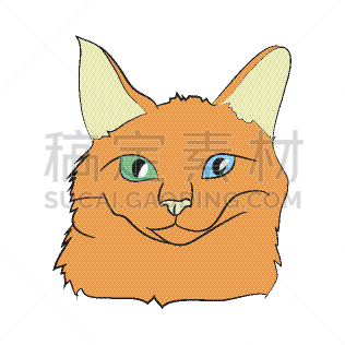 肖像,猫,白色背景,可爱的,无尾礼服,哺乳纲,自然美,动物,孟加拉虎