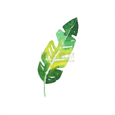 鸡尾酒,水彩画,绿色,动物手,香蕉叶,蕨类,自然,热带雨林,绘制,装饰
