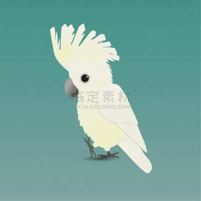 可爱的,绘画插图,美冠鹦鹉,平衡折角灯,伞,动物的冠,背景分离,野生动物,肖像,翅膀