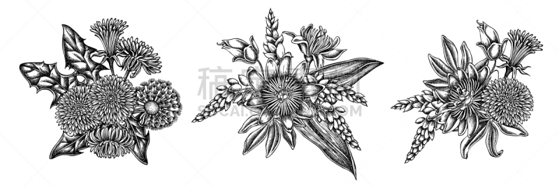蒲公英,花束,黑白图片,生物学,过敏反应,热情,清新,香料,风,吹