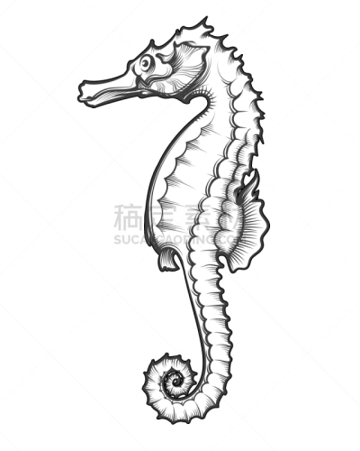 海马,雕刻术,白色,鸡尾酒,自然,华丽的,摆拍,海洋,装饰