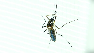 埃及伊蚊雌蚊