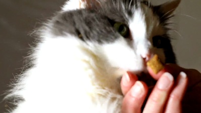 饥饿的小猫吃零食